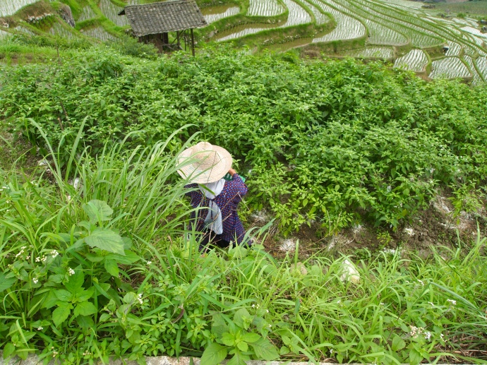a Chinese farmer on the terraces